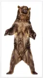 Andrew Zuckerman, Grizzly Bear 26, 2009, Archival pigment emulsion on Dibond