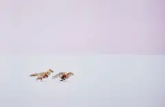 Hiroki Inoue, Fox Chase: Wherever you go, I will follow!, 2016, Chromogenic print, flush-mounted