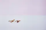 Hiroki Inoue, Fox Chase: Wherever you go, I will follow!, 2016, Chromogenic print, flush-mounted