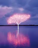 Lee Jeonglok, Tree of Life 5-4-8, 2013, Chromogenic print, flush-mounted