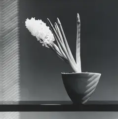Hyacinth by Robert Mapplethorpe, 1986, Gelatin silver print; signed, sold May 2019