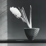 Hyacinth by Robert Mapplethorpe, 1986, Gelatin silver print; signed, sold May 2019