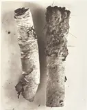 Cigarette No. 17, New York by Irving Penn, 1972, Platinum-palladium print, flush-mounted, offered May 2019