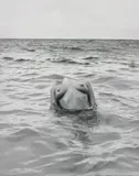 Floating Torso, St. Barthelemy by Herb Ritts, 1987, Gelatin silver print, sold May 2019