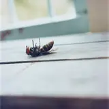 Rinko Kawauchi, Untitled from Utanane, 2001, Chromogenic print, flush-mounted