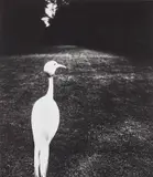 Bill Brandt, Evening in Kew Gardens