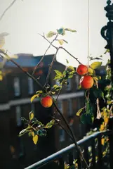 Wolfgang Tillmans, apple tree (f), 2004, Chromogenic print, mounted on Dibond
