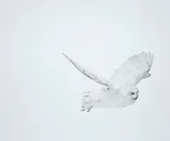 Andrew Zuckerman, Snowy Owl 32, 2008, Archival pigment emulsion on Dibond