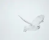 Andrew Zuckerman, Snowy Owl 32, 2008, Archival pigment emulsion on Dibond