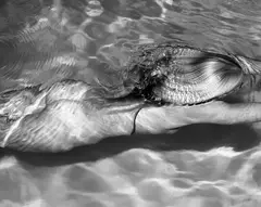 Michael Dweck, Mermaid 1, Amagansett, 2005, Gelatin silver print, flush-mounted
