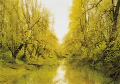 Puget Island II by Elger Esser, 2007, Chromogenic print, face-mounted to Diasec, offered Oct 2019