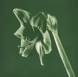 Flowers (Green Amarylis) by Robert Mapplethorpe, 1987, Photogravure, sold Oct 2019