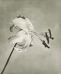 Flowers, 5 by Robert Mapplethorpe, 1983, Photogravure from Flowers, sold Oct 2019