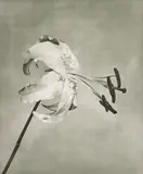 Flowers, 5 by Robert Mapplethorpe, 1983, Photogravure from Flowers, sold Oct 2019
