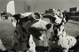 Elliott Erwitt, Yokohama, Japan (2 dogs in goggles)