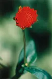 Thomas Struth, Pflanze No. 21, Dahlie, Winterthur, 1992, Chromogenic print, mounted