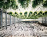 Wout Berger, Kas met varens [Greenhouse with ferns], 2001, Chromogenic print, face-mounted and flush-mounted