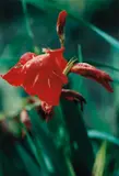 Thomas Struth, Pflanze No. 22, Rote Gladaiolen, Winterthur