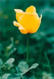 Thomas Struth, Gelbe Tulpe No. 69, Düsseldorf, 1993, Chromogenic print, mounted