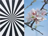 Mustafa Hulusi, Exstacy Almond Blossom 8, 2008, oil on canvas, in 2 parts