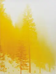 David Benjamin Sherry, Lemurian Morning Wood, 2011, chromogenic print flush-mounted to aluminium