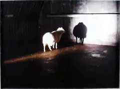 Douglas Gordon, Désert sans titre, 2008, chromogenic print