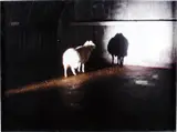 Douglas Gordon, Désert sans titre, 2008, chromogenic print