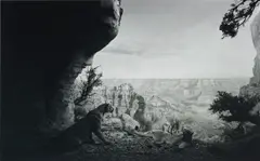 Mountain Lion (#109) by Hiroshi Sugimoto, 1980, gelatin silver print, sold Jun 2018