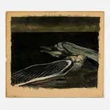 Morris Graves, Wounded Gull