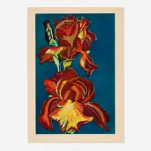 Lowell Nesbitt, Iris, 1974, etching and aquatint in colors