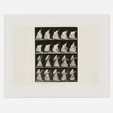 Eadweard Muybridge, Plate 483 (from the Animal Locomotion series), 1887, vintage collotype
