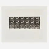 Eadweard Muybridge, Plate 585 (from the Animal Locomotion series), 1887, vintage collotype