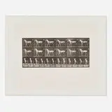 Eadweard Muybridge, Plate 586 (from the Animal Locomotion series), 1887, vintage collotype