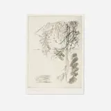 Georg Baselitz, Untitled (from the Bäume series), 1974, etching with drypoint