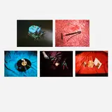 Ed Ruscha, Five works from the Tropical Fish series, 1974-75, screenprint in colors with lacquer overprint on Arches 88 paper