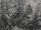 Mark Leithauser, Birches, Etching