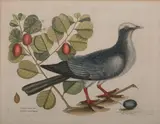 Mark Catesby, Columba capite albo