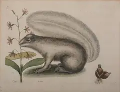Mark Catesby, Sciurus, Hand-colored copper engraving, fromhis Natural History of North America and the Bahamas, 1771 edition