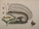 Mark Catesby, Sciurus
