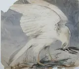 Henry Leonard Meyer, White Peregrine, Watercolor and ink
