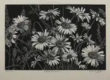 Grace Arnold Albee, Field Daisies, Wood engraving