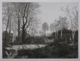 Mark Leithauser, Down River Plant, Etching