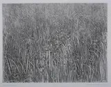 Richard Ziemann, Wetland Grasses Ii, Etching