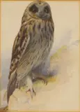 Untitled by Archibald Thorburn, watercolour over pencil 29.5 x 21cm, sold Sep 2023