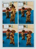 Stanley + Heinz by David Hockney, 1988, C-Print, sold Nov 2020
