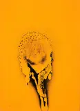 Otto Piene, Gelber Sonnentau, 1972, Farbserigrafie auf leichtem Karton