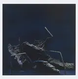 Rosemarie Trockel, A bush is a bear