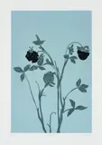Gary Hume, Morning