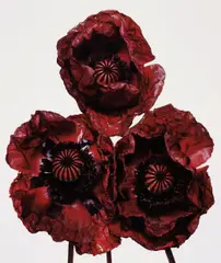 Irving Penn, Three Poppies, Arab Chief, New York, 1969, Dye transfer print, printed 1992
