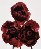 Irving Penn, Three Poppies, Arab Chief, New York, 1969, Dye transfer print, printed 1992